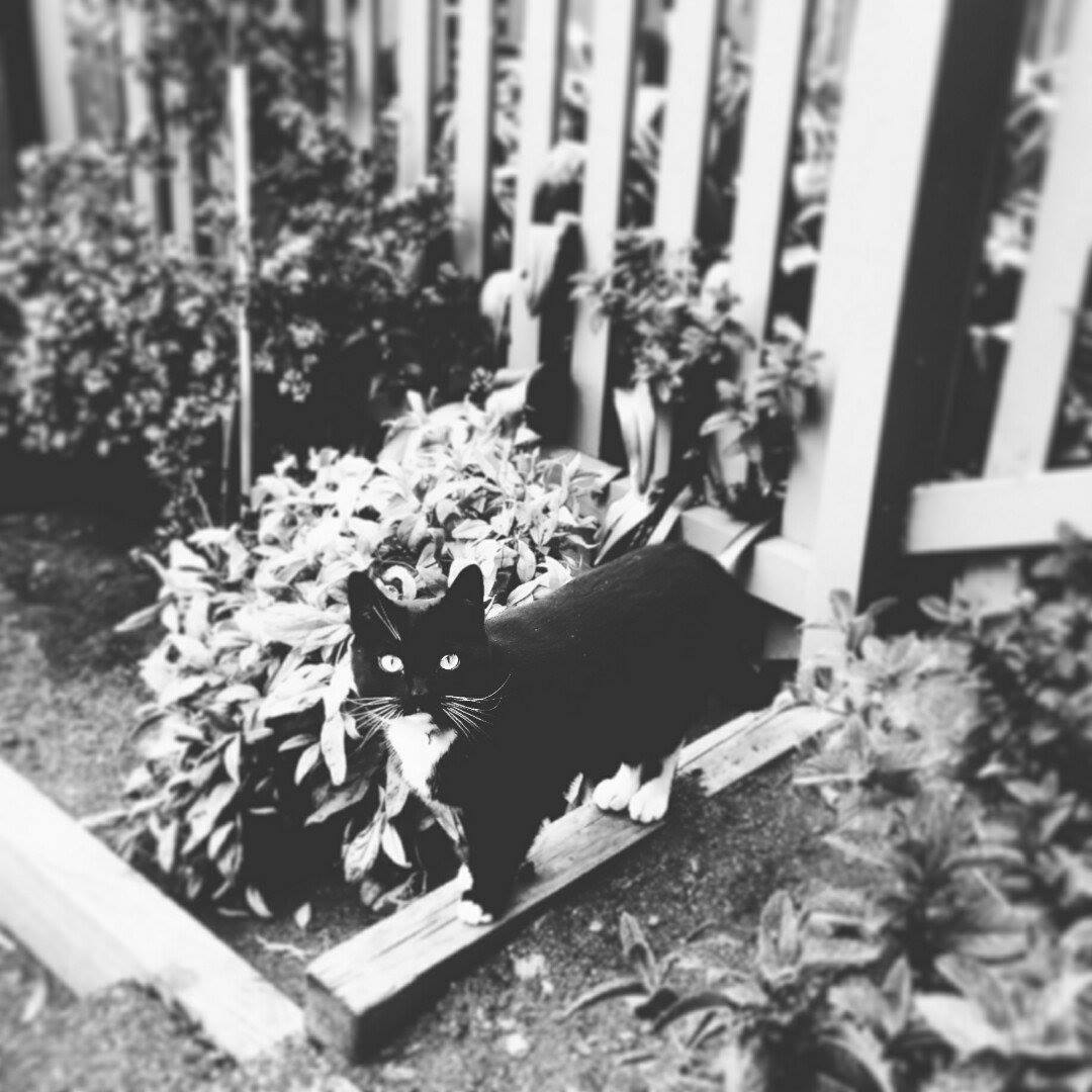 My partner in crime! Mercutio! Commonly known as Cutie!